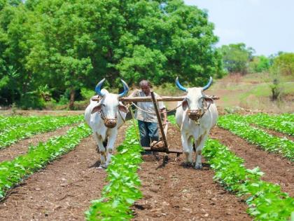 Money to be received in farmers' accounts before August 15; Benefits to regular payers of crop loans | शेतकऱ्यांच्या खात्यात १५ ऑगस्टपूर्वी येणार पैसा; नियमित पीककर्ज भरणाऱ्यांना लाभ