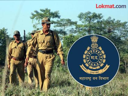 Game of IFS posts in the Forest Department; Now 8 PCCF, Forest Conservator posts cut and transfers facilitated | वनविभागात ‘आयएफएस’ पदांचा खेळ; आता ८ पीसीसीएफ, वनसंरक्षक पदाला कात्री आणि बदल्यांमध्ये सोय
