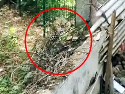 Big news; A two-month-old squirrel from a leopard-like animal at Awe | मोठी बातमी; आव्हे येथे बिबट्या सदृश्य प्राण्याकडून दोन महिन्याचे खोंड फस्त