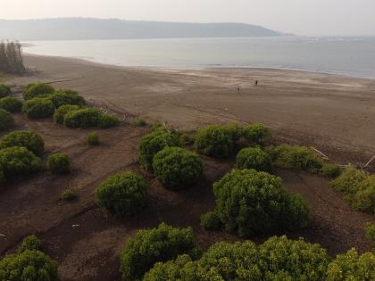 55 hectares of coastal areas of Maharashtra under water | महाराष्ट्राच्या किनारपट्टी भागातील ५५ हेक्टर किनारा पाण्याखाली