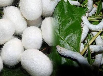 Efforts to prove the importance of silk farming through Mahareshim Mission! | महारेशीम अभियानातून रेशीम शेतीचे महत्त्व पटवून देण्याचा प्रयत्न!