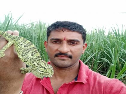 The number of color changing chameleon lizards increased in Sonhira area sangli | सोनहिरा परिसरात रंग बदलणाऱ्या शॅमेलियन सरड्यांची संख्या वाढली