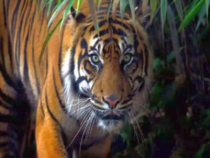 Woman killed in tiger attack; Fifth incident in two months | वाघाच्या हल्ल्यात आणखी एक महिला ठार; दोन महिन्यांतील पाचवी घटना