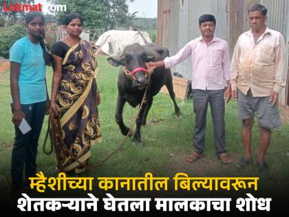 Sensitive farmer's lost buffalo safely returned to its owner in Gadhinglaj kolhapur | Kolhapur: पशुप्रेम अन् माणुसकीचे दर्शन!; हरवलेली म्हैस शेतकऱ्याने परत केली, अन् मालकीणीच्या जीवाची घालमेल थांबली Sensitive farmer's lost buffalo safely returned to its owner in Gadhinglaj kolhapur | Kolhapur: पशुप्रेम अन् माणुसकीचे दर्शन!; हरवलेली म्हैस शेतकऱ्याने परत केली, अन् मालकीणीच्या जीवाची घालमेल थांबली