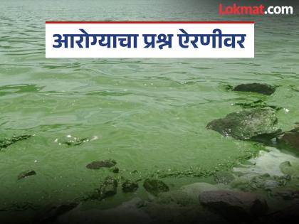 Mhow Dam reservoir water turns dark green Riverside people at risk of infection | Satara: महू धरणाचं पाणी झालं हिरवं गडद; नदीकाठच्या लोकांना संसर्गाचा धोका Mhow Dam reservoir water turns dark green Riverside people at risk of infection | Satara: महू धरणाचं पाणी झालं हिरवं गडद; नदीकाठच्या लोकांना संसर्गाचा धोका