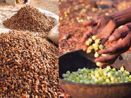 Farmers demand government to buy Mahua flower with msp | धानाला हमीभाव, मग मोहफुलाला का नाही? शेतकऱ्यांचा सवाल