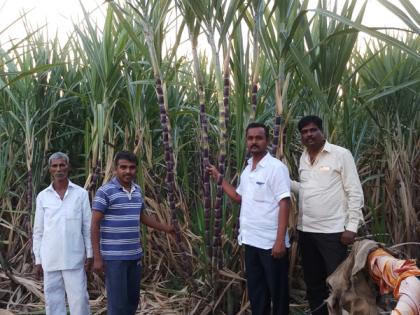 Sugarcane with 28 Kandese on organic farming due to organic farming | सेंद्रिय शेतीमुळे मैंदर्गीच्या माळरानावर २८ कांड्यांचा ऊस