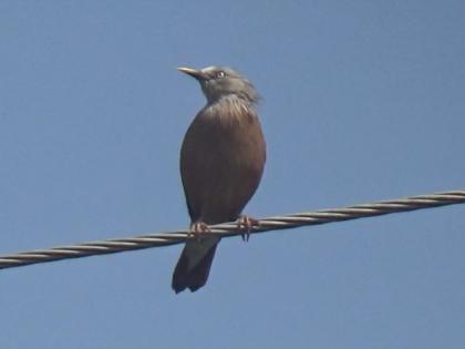 Rare Malabari Myna found in Anugdevadi in Sangli | सांगलीतील अनुगडेवाडीत आढळला दुर्मिळ 'मलबारी मैना' 