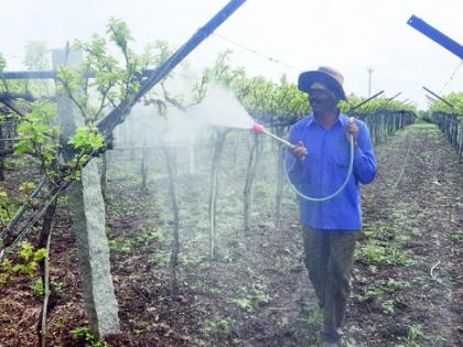 The returning rain and fog hit the vineyards | परतीचा पाऊस अन् धुक्याने द्राक्षबागांना बसला फटका