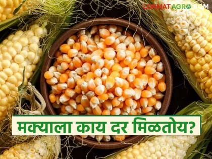 Latest news Maize procurement starts at guaranteed price, and see market prices read in detail | मक्याला प्रतिक्विंटल 2400 रुपये हमीभाव, मार्केटमध्ये काय भाव मिळतोय, वाचा सविस्तर Latest news Maize procurement starts at guaranteed price, and see market prices read in detail | मक्याला प्रतिक्विंटल 2400 रुपये हमीभाव, मार्केटमध्ये काय भाव मिळतोय, वाचा सविस्तर
