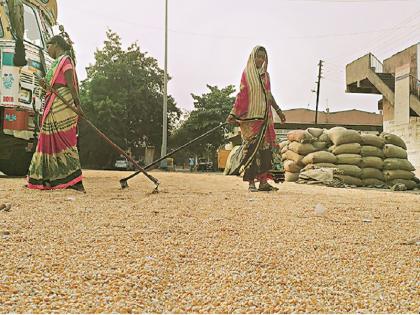 Wheat harvest coming in a month due to drought | दुष्काळाच्या फटक्याने महिनाभरात आटोपणार मक्याचा हंगाम