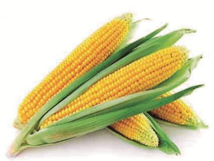 Good prices for maize, soyabean in Nashik | नाशिकमध्ये मका, सोयाबीनला चांगला भाव