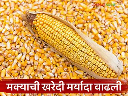latest news Makka Kharedi: Big relief for farmers in Melghat! Per hectare purchase limit of maize increased | Makka Kharedi : मेळघाटातील शेतकऱ्यांना मोठा दिलासा! मक्याची प्रतिहेक्टर खरेदी मर्यादा वाढली latest news Makka Kharedi: Big relief for farmers in Melghat! Per hectare purchase limit of maize increased | Makka Kharedi : मेळघाटातील शेतकऱ्यांना मोठा दिलासा! मक्याची प्रतिहेक्टर खरेदी मर्यादा वाढली