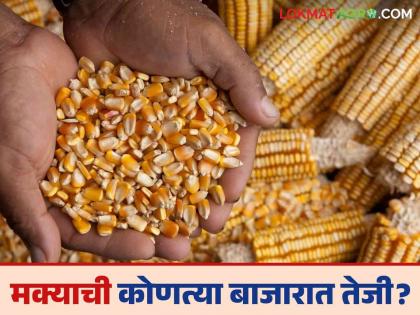 Maize Bajar Bhav : सटाणा बाजारात 'या' जातीच्या मक्याची आवक वाढली; काय मिळाला भाव ते वाचा सविस्तर