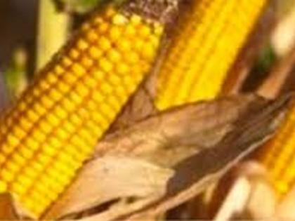 Maize sales scandal rages in Buldana district! | बुलडाणा जिल्ह्यात मका विक्रीचा गोरखधंदा जोरात!