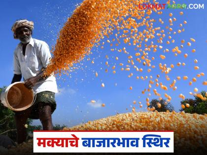 Latest News Maka market See todays lal or local maize market prices in pune mumbai yards | Maka Market : लोकल, लाल मका बाजारात तेजी, वाचा पुणे, मुंबईत काय दर मिळतोय? Latest News Maka market See todays lal or local maize market prices in pune mumbai yards | Maka Market : लोकल, लाल मका बाजारात तेजी, वाचा पुणे, मुंबईत काय दर मिळतोय?