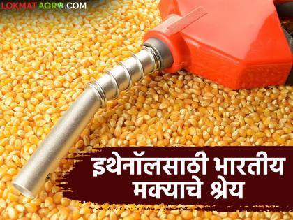 Latest News Maize becomes India's number-1 ethanol feedstock, accounts for 48 percent of ethanol production | मका बनला भारतातील नंबर-१ इथेनॉल फीडस्टॉक, इथेनॉल निमिर्तीसाठी ४८ टक्के वाटा Latest News Maize becomes India's number-1 ethanol feedstock, accounts for 48 percent of ethanol production | मका बनला भारतातील नंबर-१ इथेनॉल फीडस्टॉक, इथेनॉल निमिर्तीसाठी ४८ टक्के वाटा