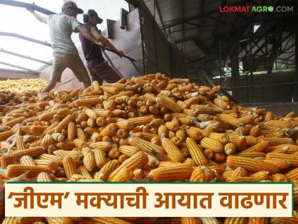 Latest News Gm Maka ayat Why have corn prices fallen in the global and domestic markets | जागतिक आणि देशांतर्गत मार्केटमध्ये मक्याचे दर का घसरलेत, ‘जीएम’ मक्याची आयात वाढणार का? Latest News Gm Maka ayat Why have corn prices fallen in the global and domestic markets | जागतिक आणि देशांतर्गत मार्केटमध्ये मक्याचे दर का घसरलेत, ‘जीएम’ मक्याची आयात वाढणार का?