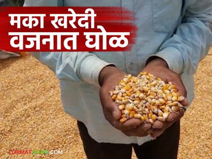 Latest News Agriculture News maka vajan ghotala Corn Weight Scam in market yards | Agriculture News : शेतकऱ्यांनो, मका विक्री करतांना लक्ष ठेवा, वाचा 'या' शेतकऱ्यांसोबत काय घडलं Latest News Agriculture News maka vajan ghotala Corn Weight Scam in market yards | Agriculture News : शेतकऱ्यांनो, मका विक्री करतांना लक्ष ठेवा, वाचा 'या' शेतकऱ्यांसोबत काय घडलं