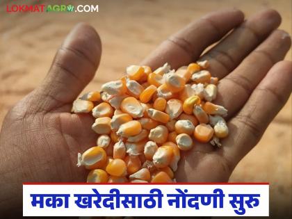 Maka Kharedi : Decision made to purchase maize; Registration for purchase by MSP Start | Maka Kharedi : मका खरेदीचा निर्णय झाला; हमीभाव खरेदी नोंदणीला सुरुवात Maka Kharedi : Decision made to purchase maize; Registration for purchase by MSP Start | Maka Kharedi : मका खरेदीचा निर्णय झाला; हमीभाव खरेदी नोंदणीला सुरुवात