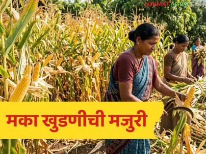 Latest News huge increase in the wages of maize threshing, how much is the wage per acre, read in detail | मका खुडण्याच्या मजुरीतही भरमसाठ वाढ, एकरी मजुरी किती रुपये, वाचा सविस्तर Latest News huge increase in the wages of maize threshing, how much is the wage per acre, read in detail | मका खुडण्याच्या मजुरीतही भरमसाठ वाढ, एकरी मजुरी किती रुपये, वाचा सविस्तर