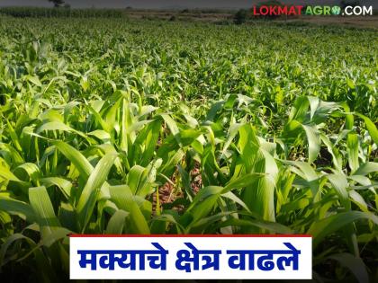 In the sorghum sector, the sorghum area has decreased by 70 percent this year; however, the maize area has increased threefold | ज्वारीच्या कोठारात यंदा ज्वारीचे क्षेत्र ७० टक्के घटले; मक्याचे क्षेत्र मात्र तिपटीने वाढले In the sorghum sector, the sorghum area has decreased by 70 percent this year; however, the maize area has increased threefold | ज्वारीच्या कोठारात यंदा ज्वारीचे क्षेत्र ७० टक्के घटले; मक्याचे क्षेत्र मात्र तिपटीने वाढले