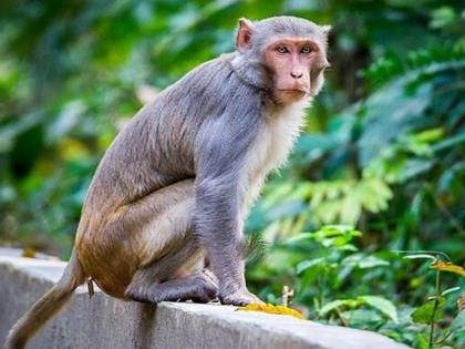 What do you say! A monkey was brought as evidence in court | काय सांगता! कोर्टात पुरावा म्हणून चक्क माकड आणले