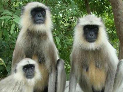 कोकणात वानरांचा उच्छाद; सरकारची 'पकडा आणि ६०० रुपये मिळवा’ योजना अजब, शेतकरी व्याकुळ कोकणात वानरांचा उच्छाद; सरकारची 'पकडा आणि ६०० रुपये मिळवा’ योजना अजब, शेतकरी व्याकुळ