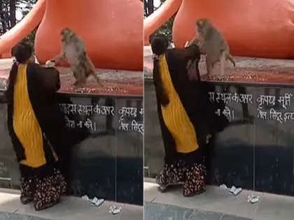 Monkey And Woman Fight: Woman 'fights' with monkey in temple, monkey slaps woman | Monkey And Woman Fight: मंदिरात महिलेची माकडासोबत 'फाईट', माकडाने महिलेच्या गालावर मारली जोरदार 'थप्पड'...