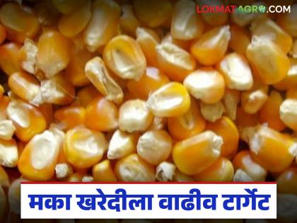 latest news Makka Kharedi: Good news for maize producers; Increased target and extension of procurement period Read in detail | Makka Kharedi : मका उत्पादकांसाठी गुड न्यूज; खरेदीला वाढीव टार्गेट अन् मुदतवाढ वाचा सविस्तर latest news Makka Kharedi: Good news for maize producers; Increased target and extension of procurement period Read in detail | Makka Kharedi : मका उत्पादकांसाठी गुड न्यूज; खरेदीला वाढीव टार्गेट अन् मुदतवाढ वाचा सविस्तर