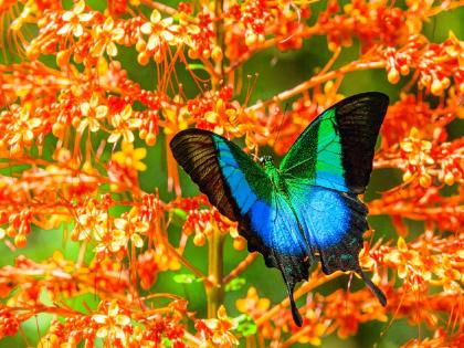 rare butterfly malabar branded peacock seen in tamhini ghat pune | Pune News: ताम्हिणी घाटात 'मलबार ब्रँडेड पीकॉक' या दुर्मिळ फुलपाखराचे दर्शन