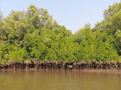 in mumbai residential construction on mangroves in malvani change in reservation for builders question by watchdog foundation | मालवणीत खारफुटीवर निवासी बांधकामाचा घाट, बिल्डरांसाठी आरक्षणात बदल? वॉचडॉग फाउंडेशनचा सवाल