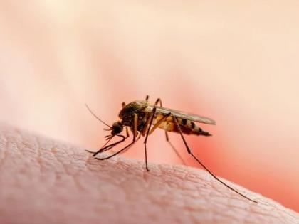 World Malaria Day: Take care of malaria, otherwise it can be fatal; 78 deaths, 72,766 patients in five years | जागतिक मलेरिया दिवस : मलेरियाची काळजी घ्या, नाहीतर ठरू शकतो जीवघेणा ; पाच वर्षात ७८ मृत्यू, ७२,७६६ रुग्ण