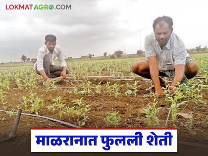 Latest news now successful farming from sandalwood to flower cultivation by chandrapur zp teacher | दगड-धोंडयांनी भरलेल्या जमिनीला दिली संजीवनी, आता चंदनापासून फुलशेतीपर्यंत माळरान खुललं! Latest news now successful farming from sandalwood to flower cultivation by chandrapur zp teacher | दगड-धोंडयांनी भरलेल्या जमिनीला दिली संजीवनी, आता चंदनापासून फुलशेतीपर्यंत माळरान खुललं!