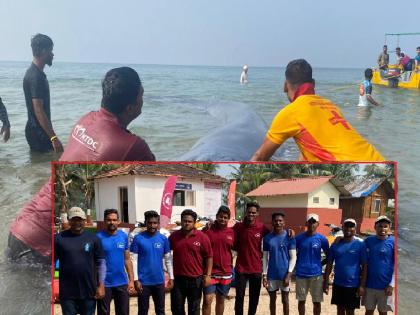 Malvan's young people are commendable for their efforts in whale rescue, Inherent seamanship came in handy | व्हेलच्या बचाव कार्यात मालवणच्या तरुणांची कर्तबगारी, अंगीभूत समुद्री कौशल्य आले कामी