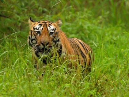 The man-eating tiger in Tadoba is now in a cage in Gorewada | ताडोबातील नरभक्षक वाघआता गोरेवाड्यातील पिंजऱ्यात