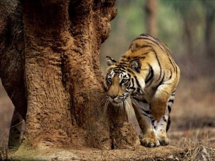 Order to kill maneater tigress continue | नरभक्षक वाघिणीला ठार मारण्याचा आदेश कायम