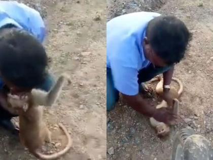 viral video of man rescue monkey attacked by dogs social media applaud | VIDEO: जिंकलंस भावा! मरणाऱ्या माकडाला त्यानं दिला जीवदान; तोंडानं श्वास देऊन वाचवले प्राण