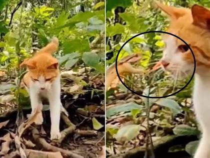 Video of cat and snake fight viral on social media | Video: एकच फाईट अन् वातावरण टाईट; मांजरीने सापाला दाखवलं अस्मान...