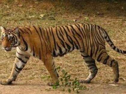 Private shooter shoots tigress though shooter at forest department | वन विभागाकडे शूटर, तरी वाघिणीला मारणार खासगी शिकारी