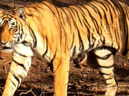 Maneater tigress of Yavatmal district is now in the Supreme Court | यवतमाळ जिल्ह्यातील नरभक्षक वाघिण आता सर्वोच्च न्यायालयात