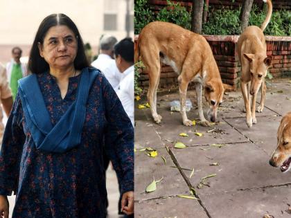 bjp leader maneka gandhi over Supreme Court's order to release stray dogs after sterilization | "चावण्याचं कारण केवळ..."; नसबंदीनंतर कुत्र्यांना सोडून देण्याच्या सर्वोच्च न्यायालयाच्या आदेशावर नेमकं काय म्हणाल्या मनेका गांधी? bjp leader maneka gandhi over Supreme Court's order to release stray dogs after sterilization | "चावण्याचं कारण केवळ..."; नसबंदीनंतर कुत्र्यांना सोडून देण्याच्या सर्वोच्च न्यायालयाच्या आदेशावर नेमकं काय म्हणाल्या मनेका गांधी?