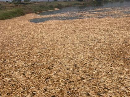 Expenditure of dead fish on Rukdi dam of Panchganga | पंचगंगेच्या रूकडी बंधाऱ्यावर मृत माशांचा खच, नदी प्रदूषण करणाऱ्यांवर कठोर कारवाईची ग्रामस्थांची मागणी