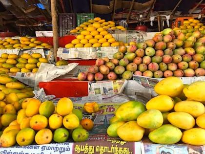 Kesar, step, dasari, almond mango, Tora in Solapur | केसर, पायरी, दसेरी, बदाम आंब्यांचा सोलापुरात तोरा