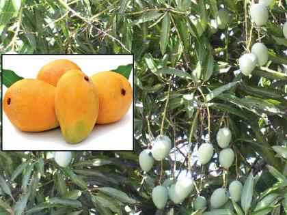 A lot of wait for mangoes this year, risk of halting flowering process as cold weather disappears | आंब्यासाठी यंदा भरपूर थांबा!, थंडी गायब झाल्याने मोहोर प्रक्रिया थांबण्याचा धोका