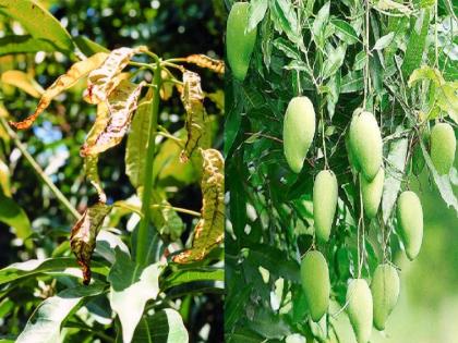 Research for the control of flower insects on mango crop started says Dr. V. N. Jalgaonkar | आंबा पिकावरील फूलकिडे नियंत्रणासाठी संशोधन सुरू : डॉ. व्ही. एन. जालगावकर