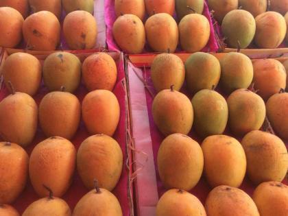 Nilam mangoes in Panaji market even though the season is over; Selling at Rs. 250 per kg | हंगाम संपला तरी पणजी बाजारात निलम आंबे; २५० रुपये किलोने विक्री