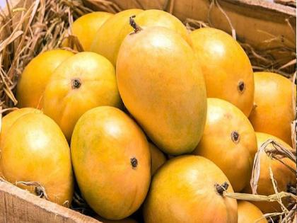 Buyers will come to Ratnagiri for export mangoes | आंबा बागायतदारांना दिलासा, निर्यातीसाठीचा माल प्रथमच जागेवर विकला जाणार