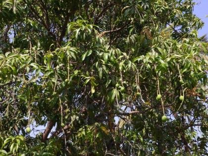 The rain, trampled the blossoms Mango farmers lost sleep | पाऊस, तुडतुड्याने मोहोर खाल्ला; आंबा बागायतदारांची झोप उडाली! अवकाळीमुळे आंबा पीक अडचणीत