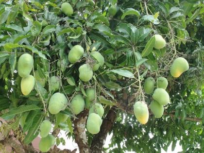 Auction fruit trees in government residences across the state; Demand to Construction Department | राज्यभरातील शासकीय निवासस्थानातील फळझाडांचा लिलाव करा; बांधकाम विभागाकडे मागणी